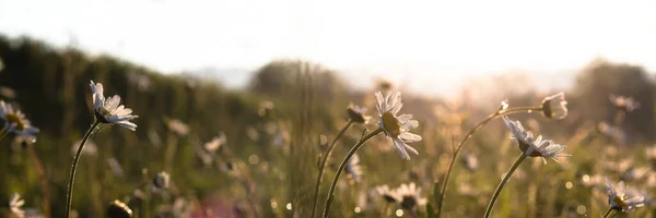 朝の光の中でマルグリットのデイジーを開花. — ストック写真
