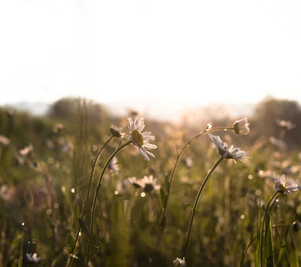朝の光の中でマルグリットのデイジーを開花. — ストック写真