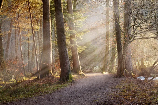 Sendero de grava que conduce a través de un bosque nublado de otoño con rayos solares. Concepto de Senderismo, Relajación, recreación, —  Fotos de Stock