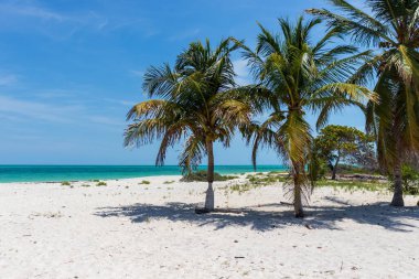 Cabo Catoche Holbox Meksika 'daki beyaz kumsalda palmiye ağaçları.