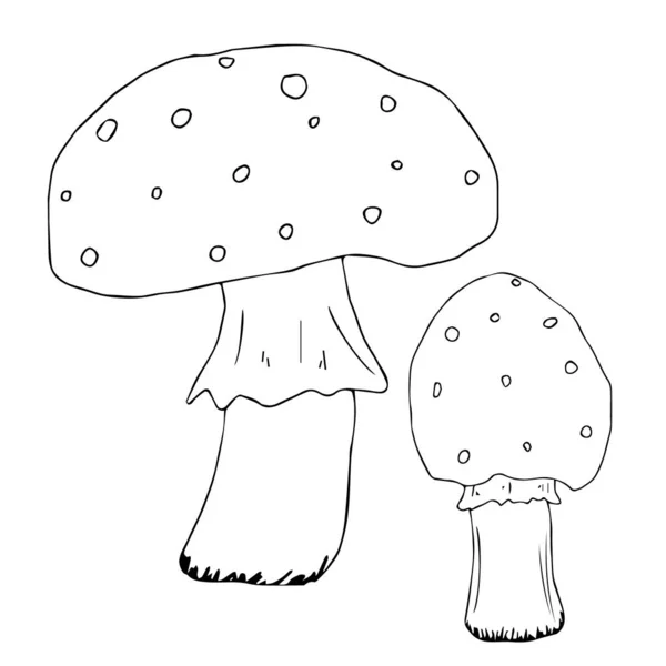 Veneno Cogumelos Amanita Toadstool Tinta Desenhada Mão Ilustração Vintage Black — Vetor de Stock