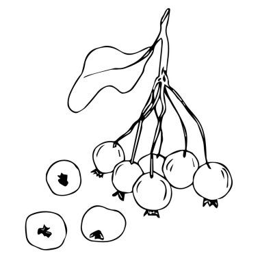 Rowan böğürtlenli bir dalı tasvir eden vektör çizimi. Karalama stilinde elle çizilmiş. Örnek elementler beyazda izole edildi. Renklendirme, tasarım ambalaj çayı veya şifalı bitkiler, kartlar, kumaşlar, posterler için tasarım