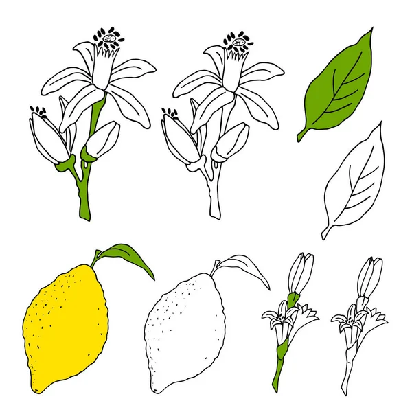 Векторная иллюстрация с изображением Ах желтых лимонов с зелеными листьями и цветами. Рисуется руками в стиле каракулей. Красочный дизайн для украшения рецепт, меню, открытка, приглашение, оберточная бумага — стоковый вектор