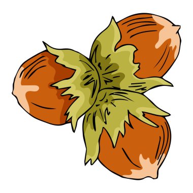 Fındıklı el çizimi. Ceviz vektör illüstrasyonu. Organik sağlıklı yiyecekler. Paket tasarımı için harika. Organik gıda, kozmetik ürünler, tedavi bileşenleri. Siyah ve beyaz renk.