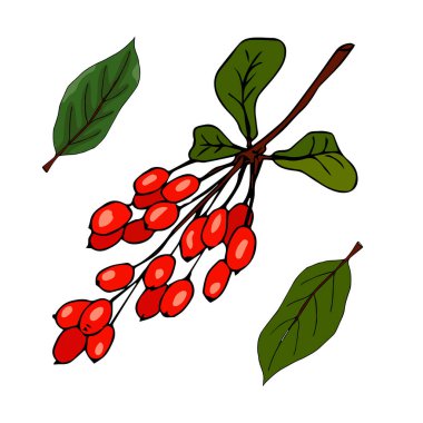 Beyaz arka plan, mürekkep üzümü, doğal baharatlı bitki, tasarım paketi çayı, kozmetik, ilaç ve tebrik kartı için karalama malzemesi.