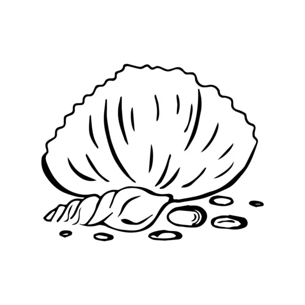 Seashells Vector Summer Set Black Outline Sea Shells Isolated White — Stock Vector