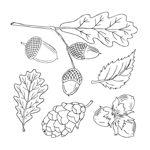 矢量手绘图解松树圆锥 橡木和榛子 分离的白色背景 邀请函 彩色书装饰元件的平面设计 — 图库矢量图片
