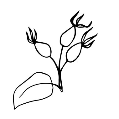 Rosehip berry - bağışıklık sistemi aktivatörü, doğal ilaç, C vitamini kaynağı - bitkisel çay malzemesi - vektör illüstrasyonu