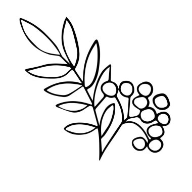 Rowan böğürtlenli bir dalı tasvir eden vektör çizimi. Karalama stilinde elle çizilmiş. Örnek elementler beyazda izole edildi. Renklendirme, tasarım ambalaj çayı veya şifalı otlar, kartlar, kumaşlar için tasarım.