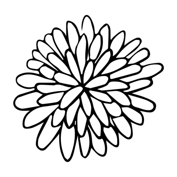 A blossoming bud of aster and chrysanthemum in doodle style. Outline drawing vector illustration. The element is drawn by hand and isolated on a white background. For cards and invitations, birthday. — Stock Vector