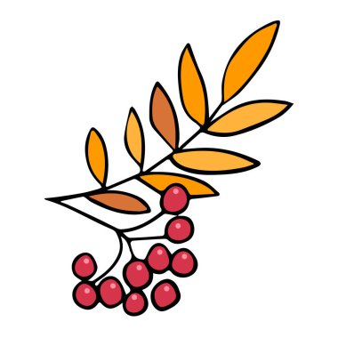 Rowan böğürtlenli bir dalı tasvir eden vektör çizimi. Karalama stilinde elle çizilmiş. Örnek elementler beyazda izole edildi. Renklendirme, tasarım ambalaj çayı veya şifalı otlar, kartlar, kumaşlar için tasarım.