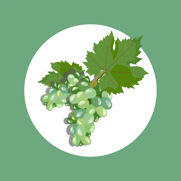 Векторная Иллюстрация Зеленым Виноградом Листьями Дизайн Оформления Меню Ресторане Кафе — стоковый вектор
