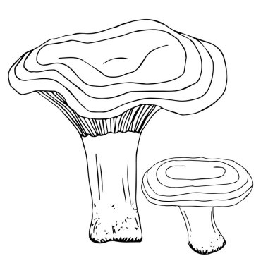 Siyah çizgili basit vektör çizimi. Beyaz arka planda izole edilmiş yenilebilir mantar. Doğa elementi, orman, sonbahar. Organik ürün, vejetaryenlik, yemek, menü, malzeme.