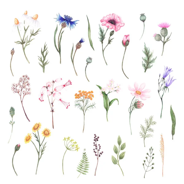 Vadvirágokkal - mák, búzavirág, kék harang, fehér és sárga százszorszép és egyéb gyógynövények. Akvarell kézzel rajzolt illusztrációk. Dekorációs meghívók, üdvözlőlapok, ajándék, poszter, textil tervezése — Stock Fotó