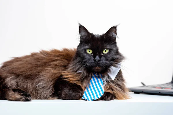 Image du chat coon principal en cravate rayée avec ordinateur portable — Photo