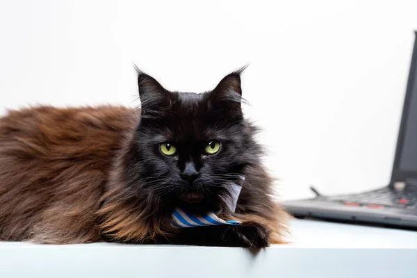 Afbeelding van main coon kat in gestreepte stropdas met laptop — Stockfoto