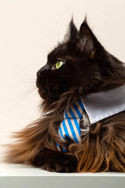 Foto van main coon kat met gestreepte stropdas — Stockfoto