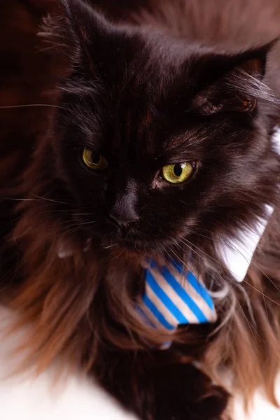 메인 coon 고양이 줄무늬 넥타이 사진 — 스톡 사진