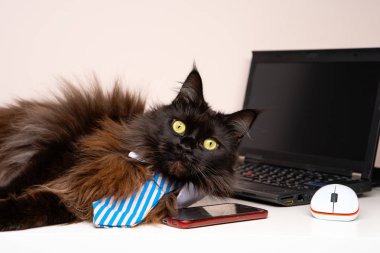 Dizüstü bilgisayar ile çizgili kravat ana coon kedi görüntüsünü
