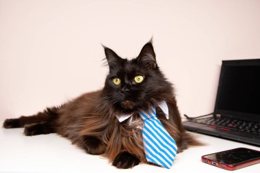 Dizüstü bilgisayar ile çizgili kravat ana coon kedi görüntüsünü