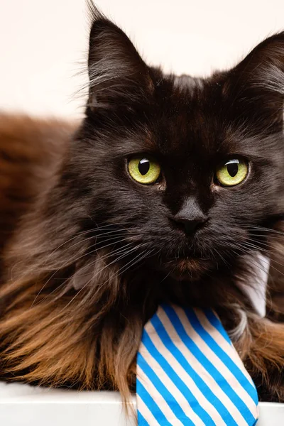 Foto van main coon kat met gestreepte stropdas — Stockfoto