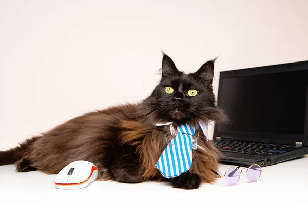 Afbeelding van main coon kat in gestreepte stropdas met laptop — Stockfoto
