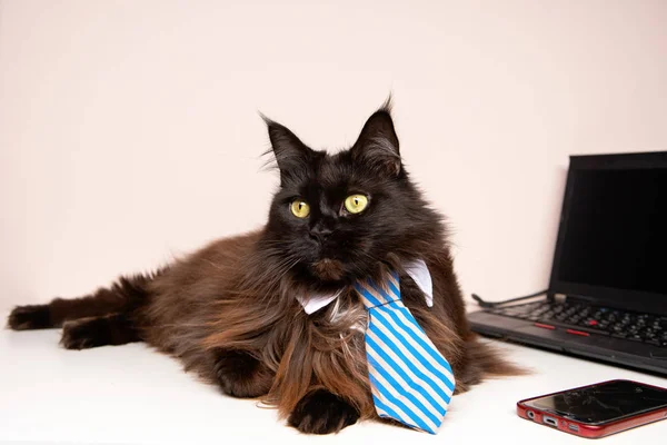 Image du chat coon principal en cravate rayée avec ordinateur portable — Photo