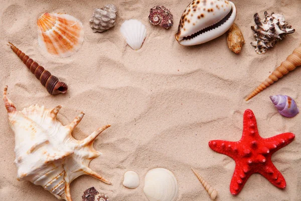 Conchas de mar y estrellas de mar sobre arena . — Foto de Stock