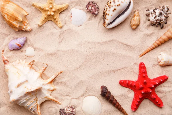 Морские раковины и морские звезды на песке . — стоковое фото