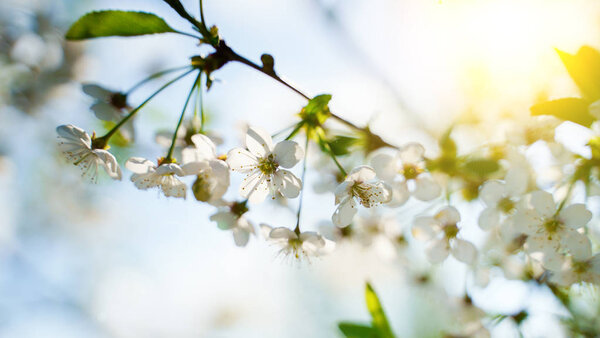 Цветок белого цвета на ветке яблони весной цветет ярким светом
.