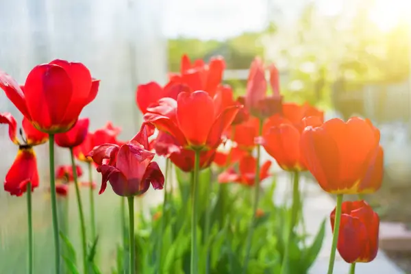 Des tulipes rouges dans le jardin — Photo