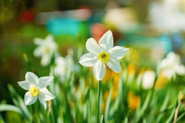 Bahçede güzel beyaz crocuses.
