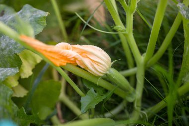 Balkabağı çiçeği, yeşil yapraklar fotoğrafı