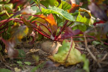 Yaz aylarında bahçe yataklarında pancar yakın çekim görüntü