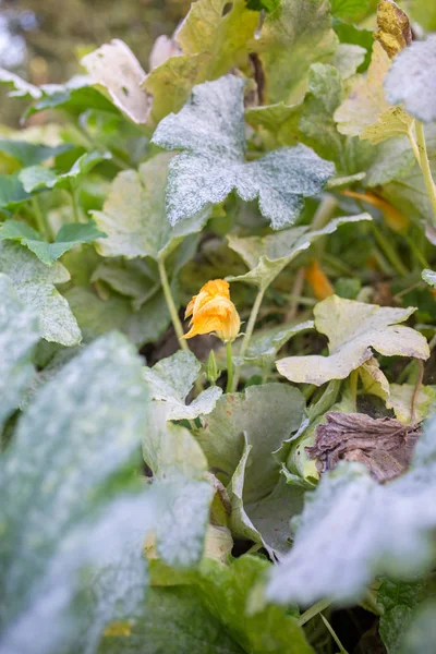 Foto de flor de calabaza, hojas verdes —  Fotos de Stock