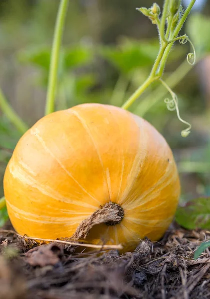 Imagen de calabaza con hojas verdes en el jardín —  Fotos de Stock