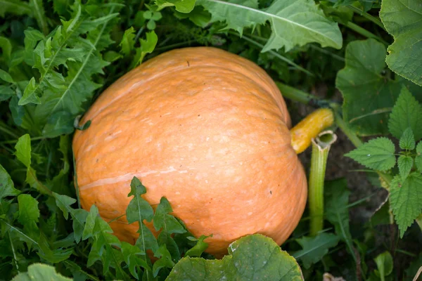 Foto eines großen Kürbisses mit grünen Blättern im Garten — Stockfoto