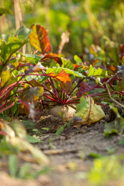 Imagem de close-up de beterraba em camas de jardim no verão — Fotografia de Stock