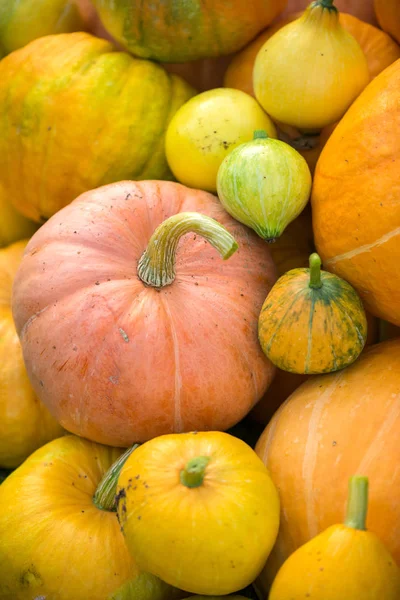 Foto de la parte superior de la cosecha de calabazas de naranja —  Fotos de Stock