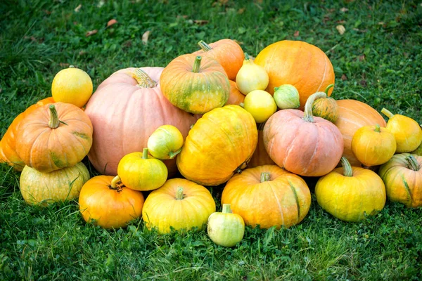 Foto de la cosecha de calabazas —  Fotos de Stock