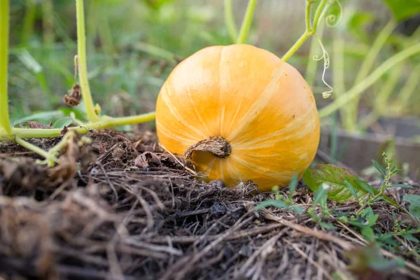 Imagen de calabaza con hojas verdes en el jardín —  Fotos de Stock