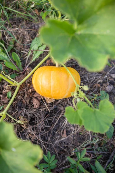 Foto de calabaza con hojas verdes en el jardín —  Fotos de Stock