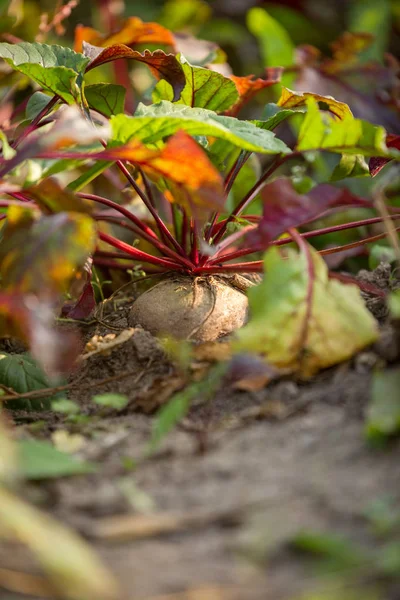 夏季花园床上甜菜的特写图像 — 图库照片