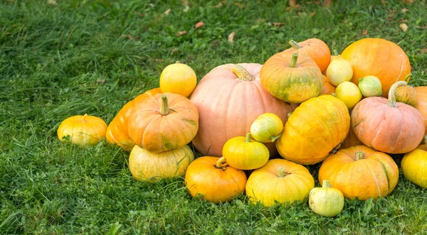 Photo of harvest of pumpkins — Stock Photo, Image