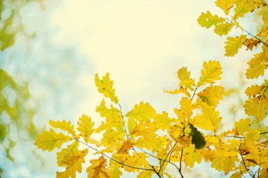 Bulanık arka planda sonbahar yaprakları nın fotoğrafı