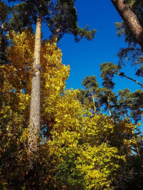 Sonbahar ağacı ve gökyüzü altından Fotoğraf
