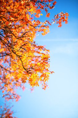 Sonbahar ağacı ve gökyüzü altından Fotoğraf