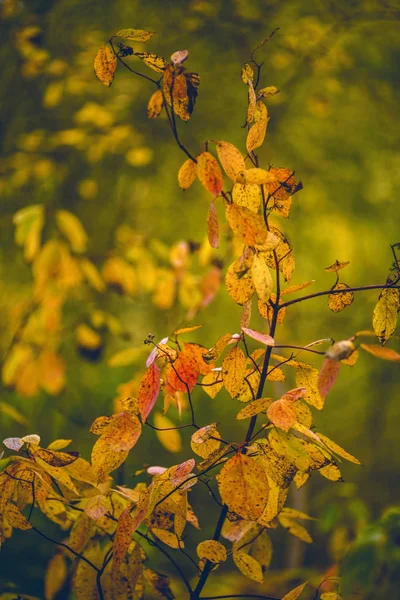 Foto de folhas de outono no fundo borrado — Fotografia de Stock