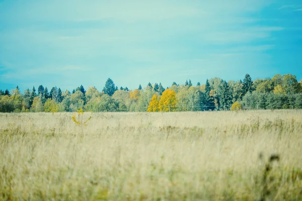 Foto von Herbstbäumen, grüne Wiese — Stockfoto