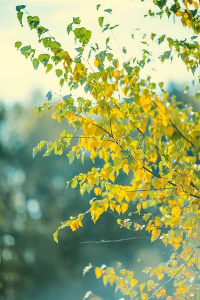 Foto de folhas de outono no fundo borrado — Fotografia de Stock